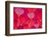 Chinese New Year Lanterns, Kowloon Bay, Kowloon, Hong Kong, China, Asia-Ian Trower-Framed Photographic Print