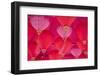 Chinese New Year Lanterns, Kowloon Bay, Kowloon, Hong Kong, China, Asia-Ian Trower-Framed Photographic Print