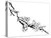 Chinese Painting Of Flowers, Plum Blossom, On White Background-elwynn-Stretched Canvas