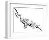 Chinese Painting Of Flowers, Plum Blossom, On White Background-elwynn-Framed Art Print