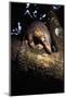 Chinese Pangolin (Manis Pentadactyla) In A Tree At Dusk, Komodo National Park, Indonesia-Michael Pitts-Mounted Photographic Print
