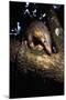 Chinese Pangolin (Manis Pentadactyla) In A Tree At Dusk, Komodo National Park, Indonesia-Michael Pitts-Mounted Photographic Print