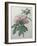 Chinese Peony-Pierre-Joseph Redoute-Framed Art Print