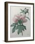 Chinese Peony-Pierre-Joseph Redoute-Framed Art Print