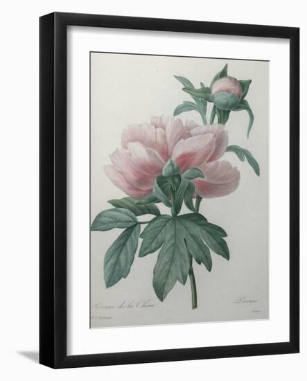 Chinese Peony-Pierre-Joseph Redoute-Framed Art Print