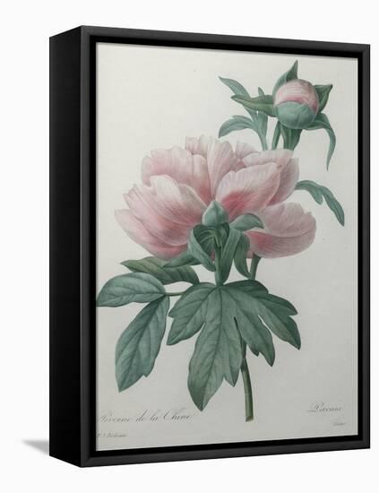 Chinese Peony-Pierre-Joseph Redoute-Framed Stretched Canvas