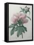 Chinese Peony-Pierre-Joseph Redoute-Framed Stretched Canvas
