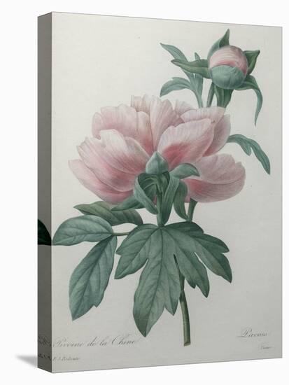 Chinese Peony-Pierre-Joseph Redoute-Stretched Canvas