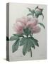 Chinese Peony-Pierre-Joseph Redoute-Stretched Canvas