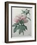 Chinese Peony-Pierre-Joseph Redoute-Framed Art Print