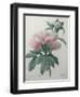 Chinese Peony-Pierre-Joseph Redoute-Framed Art Print