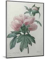 Chinese Peony-Pierre-Joseph Redoute-Mounted Art Print