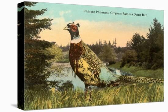 Chinese Pheasant, Oregon Game Bird-null-Stretched Canvas