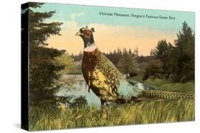 Chinese Pheasant, Oregon Game Bird-null-Stretched Canvas