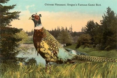 https://imgc.allpostersimages.com/img/posters/chinese-pheasant-oregon-game-bird_u-L-Q1K2NXX0.jpg?artPerspective=n