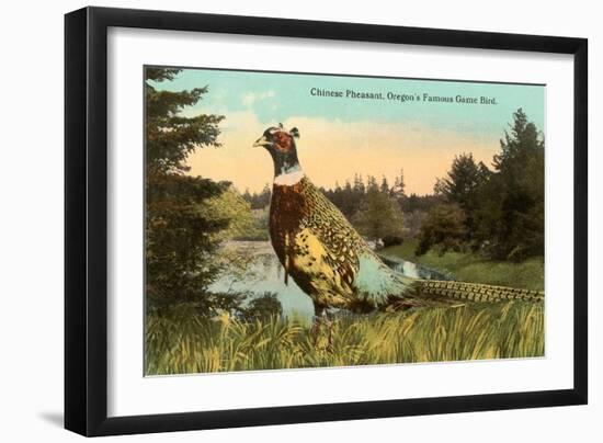 Chinese Pheasant, Oregon Game Bird-null-Framed Art Print