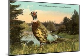 Chinese Pheasant, Oregon Game Bird-null-Mounted Art Print