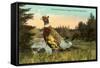 Chinese Pheasant, Oregon Game Bird-null-Framed Stretched Canvas