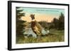 Chinese Pheasant, Oregon Game Bird-null-Framed Art Print