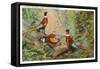 Chinese Pheasants, Idaho-null-Framed Stretched Canvas