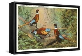 Chinese Pheasants, Idaho-null-Framed Stretched Canvas