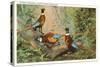 Chinese Pheasants, Idaho-null-Stretched Canvas