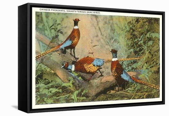 Chinese Pheasants, Idaho-null-Framed Stretched Canvas