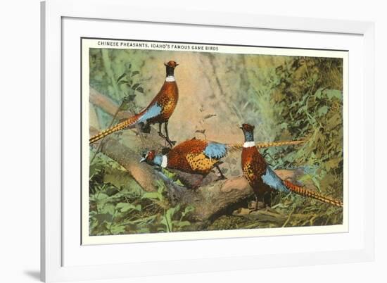 Chinese Pheasants, Idaho-null-Framed Premium Giclee Print