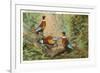 Chinese Pheasants, Idaho-null-Framed Premium Giclee Print
