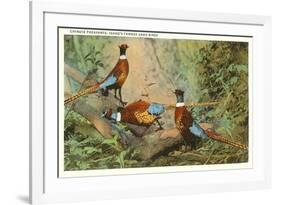 Chinese Pheasants, Idaho-null-Framed Premium Giclee Print