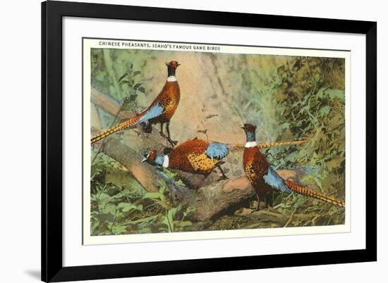 Chinese Pheasants, Idaho-null-Framed Premium Giclee Print