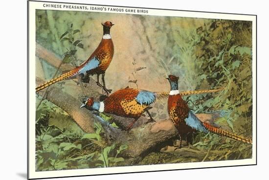 Chinese Pheasants, Idaho-null-Mounted Premium Giclee Print