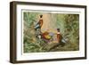 Chinese Pheasants, Idaho-null-Framed Art Print