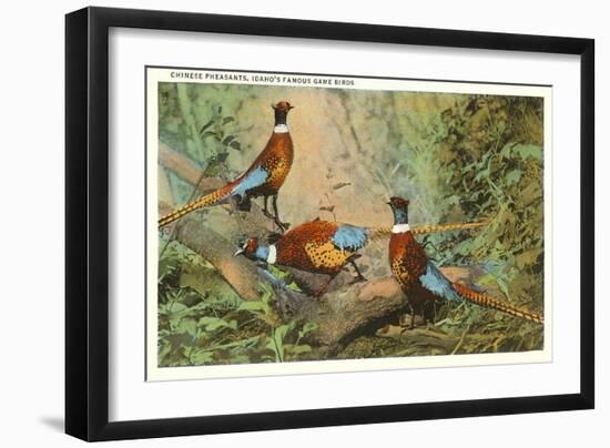 Chinese Pheasants, Idaho-null-Framed Art Print