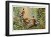 Chinese Pheasants, Idaho-null-Framed Art Print