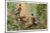 Chinese Pheasants, Idaho-null-Mounted Art Print