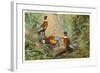 Chinese Pheasants, Idaho-null-Framed Art Print