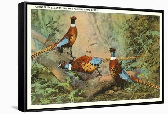 Chinese Pheasants, Idaho-null-Framed Stretched Canvas