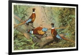 Chinese Pheasants, Idaho-null-Framed Art Print