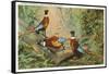 Chinese Pheasants, Idaho-null-Framed Stretched Canvas