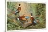 Chinese Pheasants, Idaho-null-Stretched Canvas