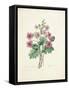 Chinese Primrose-Pierre-Joseph Redouté-Framed Stretched Canvas