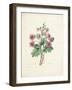 Chinese Primrose-Pierre-Joseph Redouté-Framed Giclee Print