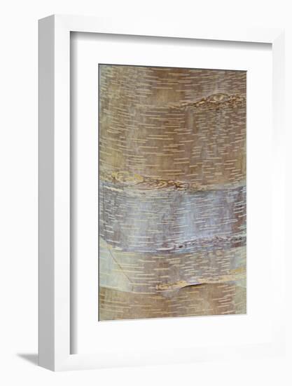 Chinese Red-barked Birch (Betula albo-sinensis) bark, close-up of trunk, in botanical garden, july-Krystyna Szulecka-Framed Photographic Print