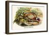 Chinese Ring-Necked Pheasant-Birds Of Asia-John Gould-Framed Premium Giclee Print