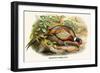 Chinese Ring-Necked Pheasant-Birds Of Asia-John Gould-Framed Premium Giclee Print