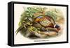 Chinese Ring-Necked Pheasant-Birds Of Asia-John Gould-Framed Stretched Canvas