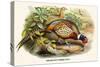 Chinese Ring-Necked Pheasant-Birds Of Asia-John Gould-Stretched Canvas