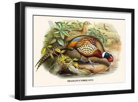 Chinese Ring-Necked Pheasant-Birds Of Asia-John Gould-Framed Art Print