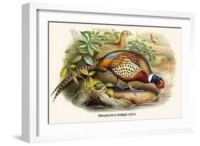 Chinese Ring-Necked Pheasant-Birds Of Asia-John Gould-Framed Art Print